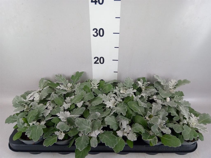 <h4>Jacobaea maritima</h4>