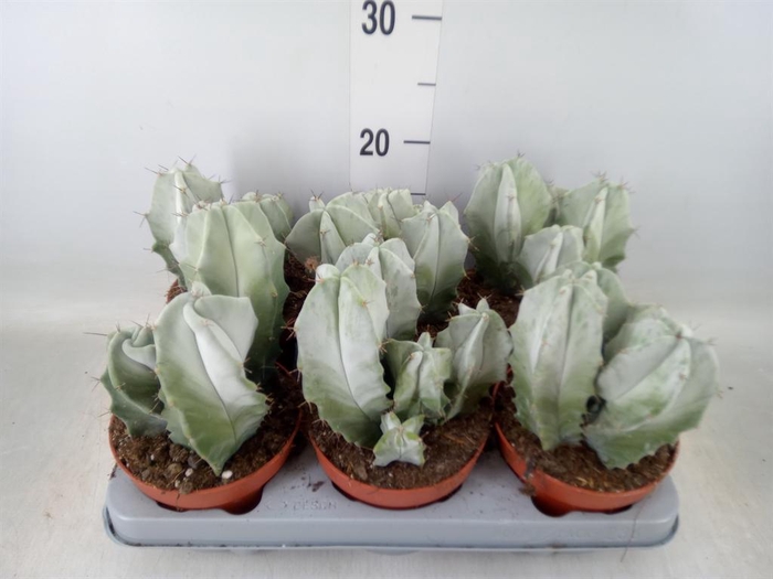 <h4>Cereus   ...</h4>