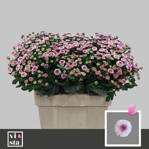 CHR TR SUGARBUNNY 50 GR.