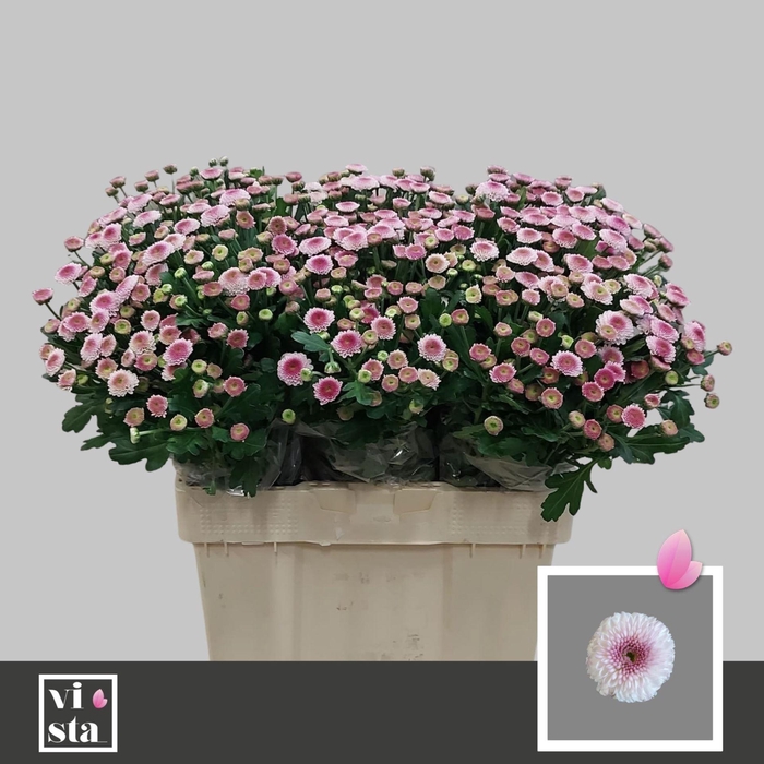 <h4>CHR TR SUGARBUNNY 50 GR.</h4>