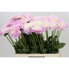 Dahlia Sweet Love