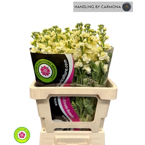MATTH IRON YELLOW