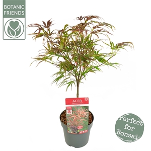 Acer palm. 'Pevé Dave' extra kwaliteit
