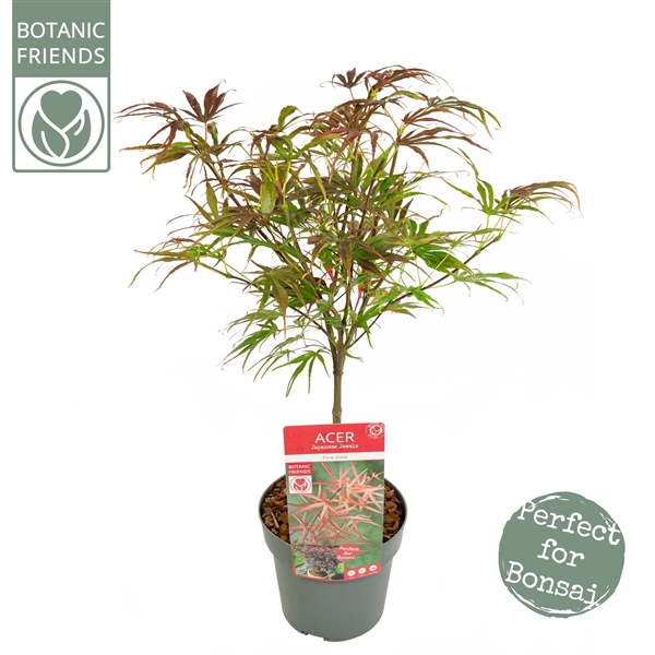 <h4>Acer palm. 'Pevé Dave' extra kwaliteit</h4>