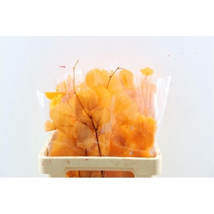 Pres Euca Populus Orange Bunch