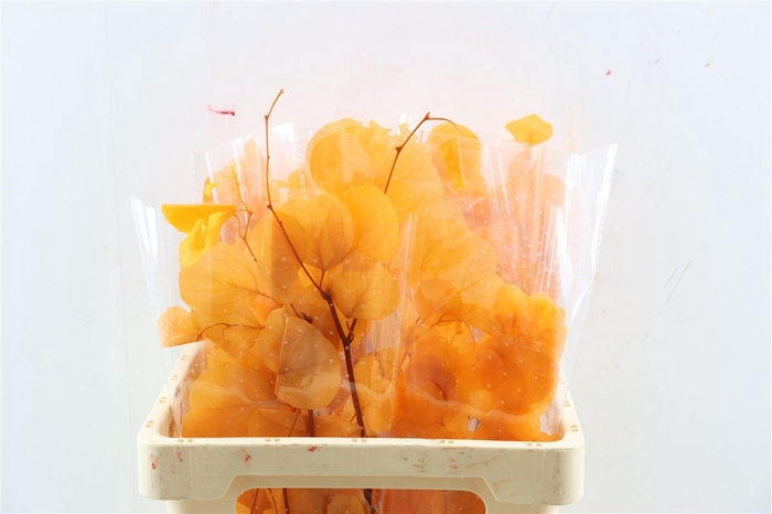 <h4>Pres Euca Populus Orange Bunch</h4>