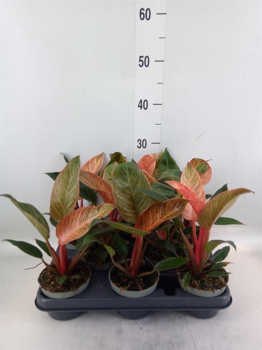 <h4>Philodendron ...</h4>