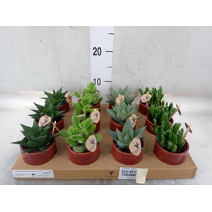 Succulents   ...mix 3