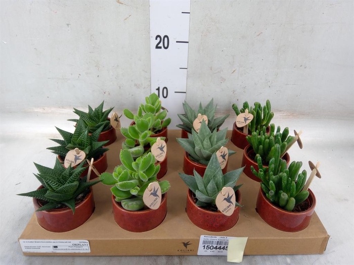 <h4>Succulents ...mix 3</h4>