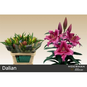 Li Ot Dalian 3+
