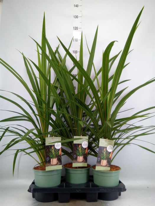 <h4>Cordyline indivisa 'Peko'</h4>