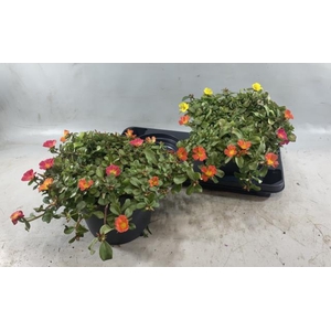 PORTULACA