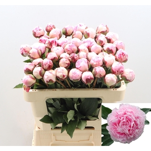 PAEO L SARA BERNHARD