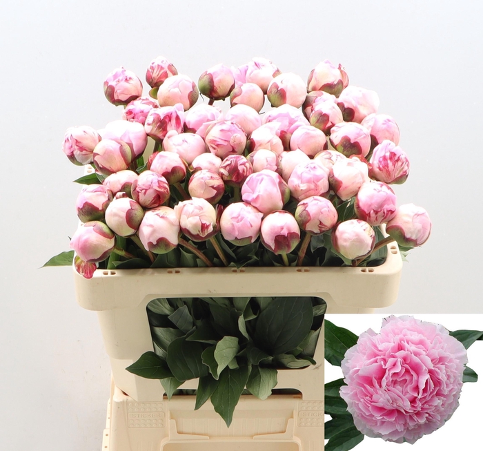 <h4>PAEO L SARA BERNHARD</h4>