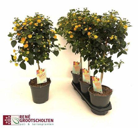 <h4>LANTANA CAM OV</h4>