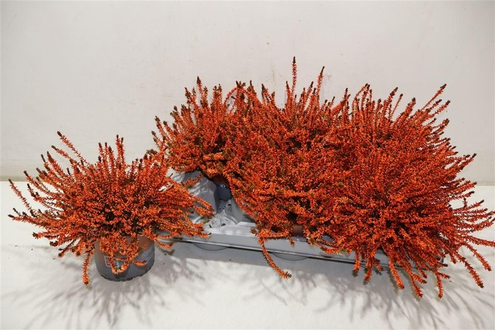 <h4>arr8 Callu Klb Mixk H%</h4>