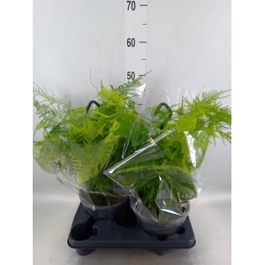 Asparagus setaceus