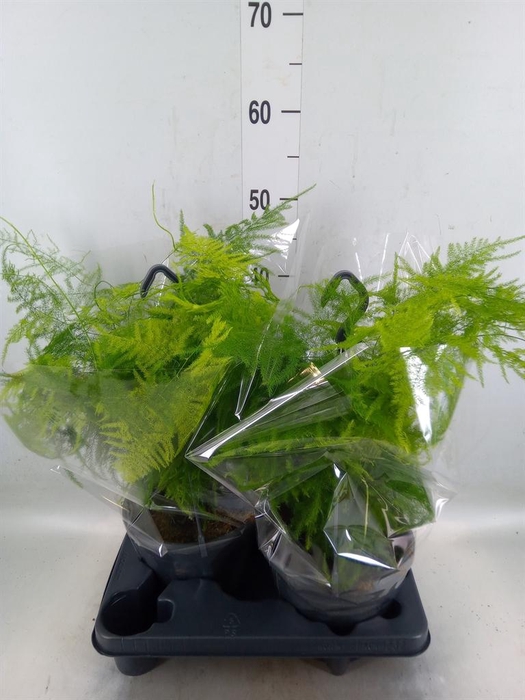 <h4>Asparagus setaceus</h4>