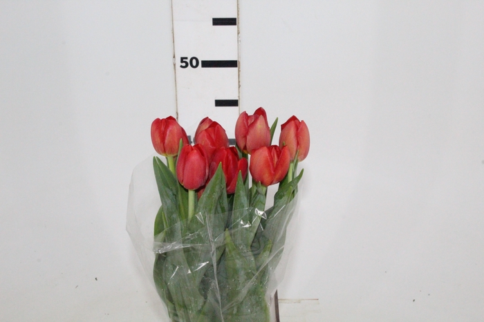 <h4>TULIPA VERMELHO</h4>