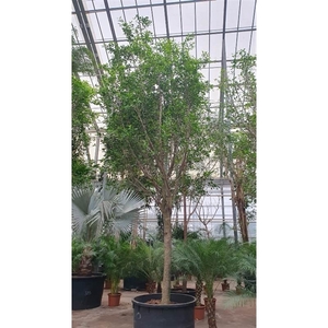 Ficus Nitida