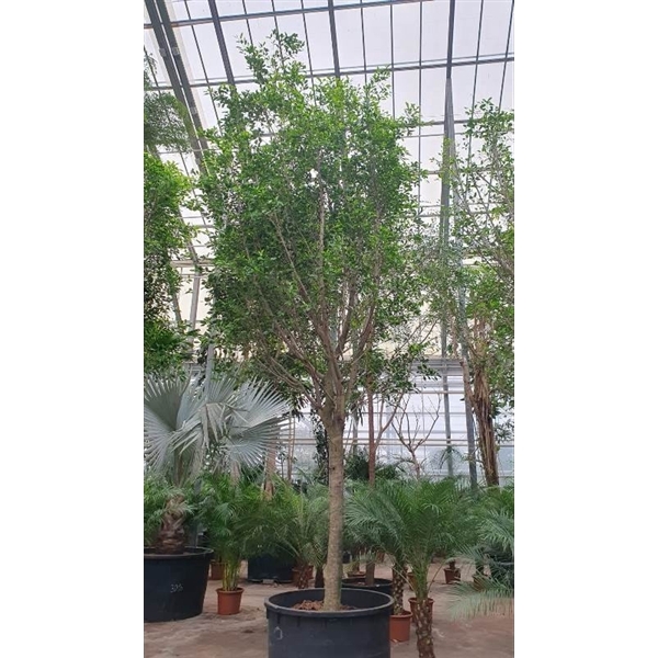 <h4>Ficus Nitida</h4>