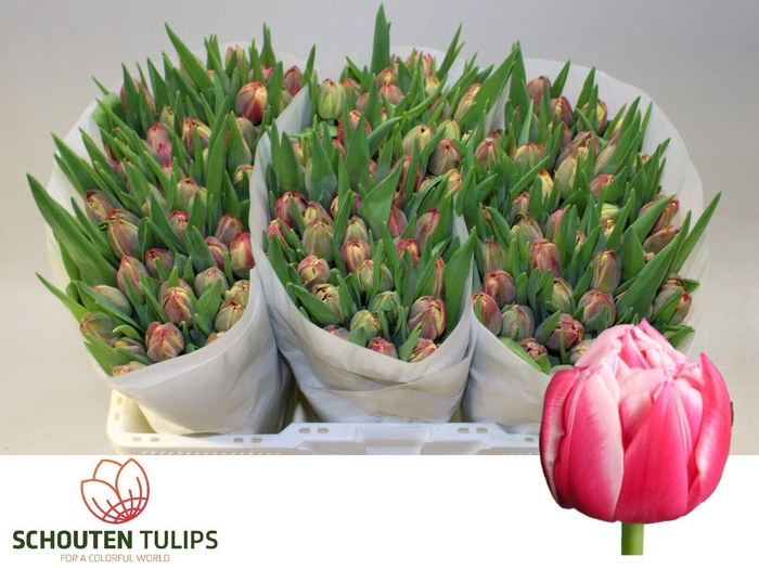 <h4>TU DU COLUMBUS</h4>