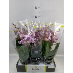 Phalaenopsis   ...rose