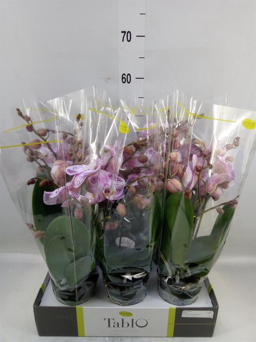 <h4>Phalaenopsis   ...rose</h4>