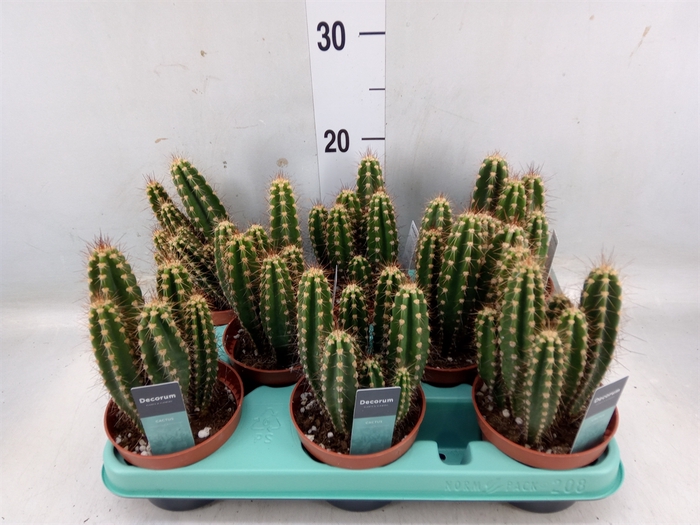 <h4>Cactus   ...</h4>