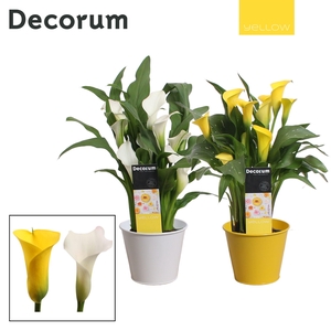 Zantedeschia (Calla) Geel/Wit in Ompot Zara PASEN (Decorum)