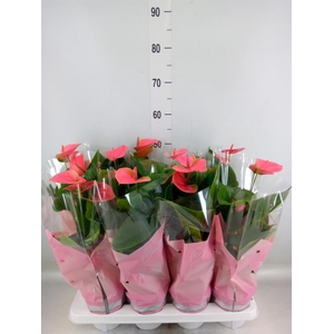 Anthurium andr. 'Sweet Dream'