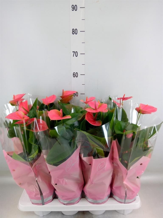 <h4>Anthurium andr. 'Sweet Dream'</h4>