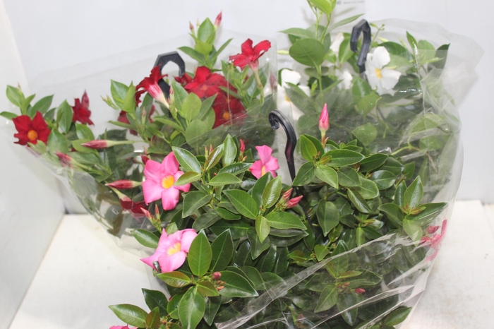 <h4>DIPLADENIA C21</h4>