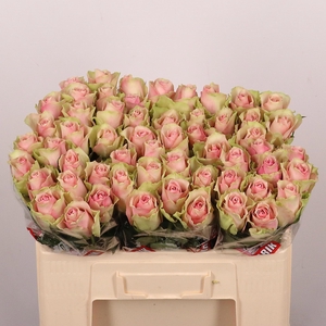 R GR BELLE ROSE