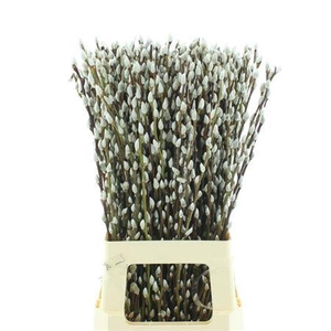 Salix Ca Snow Flake