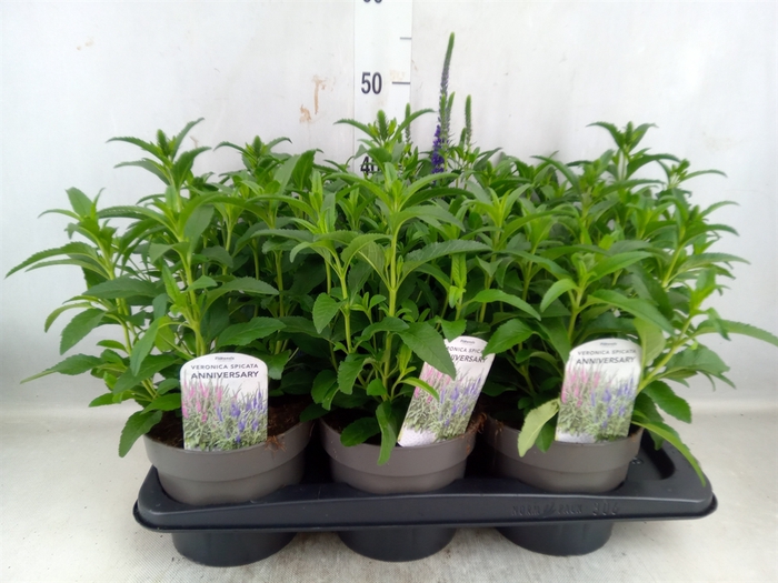 <h4>Veronica spicata 'Anniversary Blue'</h4>