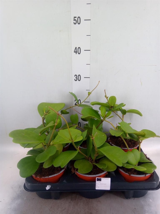 <h4>Hoya kerrii</h4>