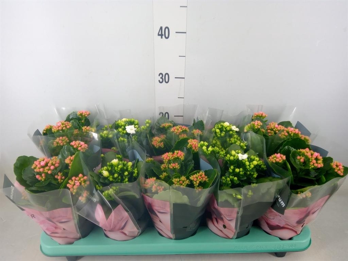 <h4>Kalanchoe blos.   ..rosebud mix  3</h4>