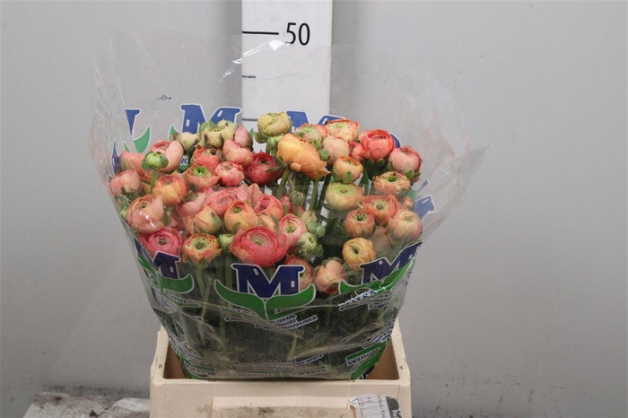 <h4>Ran El Salmon</h4>