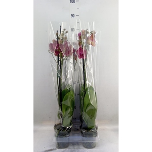 Phalaenopsis  'Ant Montreux'