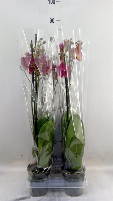 <h4>Phalaenopsis  'Ant Montreux'</h4>