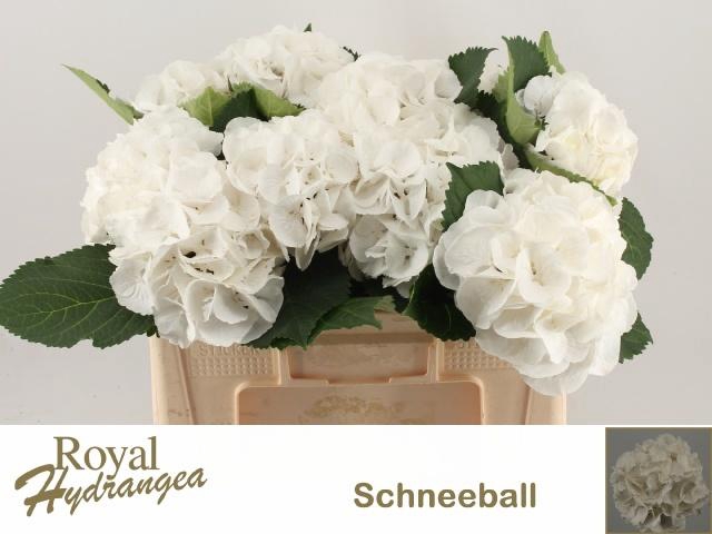 <h4>HYDR M SCHNEEBALL</h4>