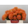 Nutans Ayoba Orange