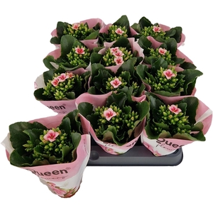 Kalanchoe Oakley