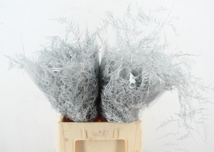 <h4>Asp IT Ex Veren Wit</h4>