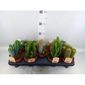 Cactus   ...mix