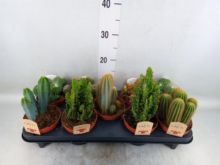 <h4>Cactus   ...mix</h4>