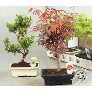 BONSAI GEM