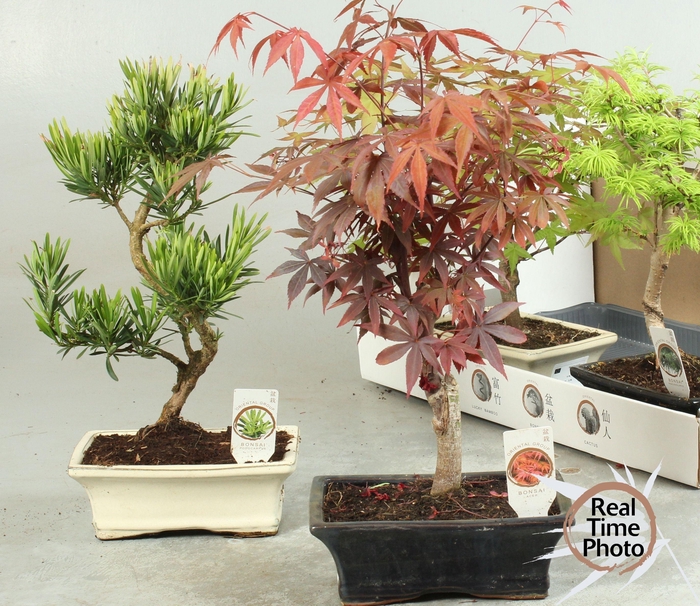 <h4>BONSAI GEM</h4>
