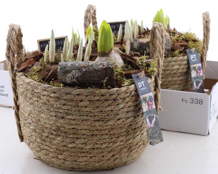 <h4>BOLBLOEMEN OV</h4>